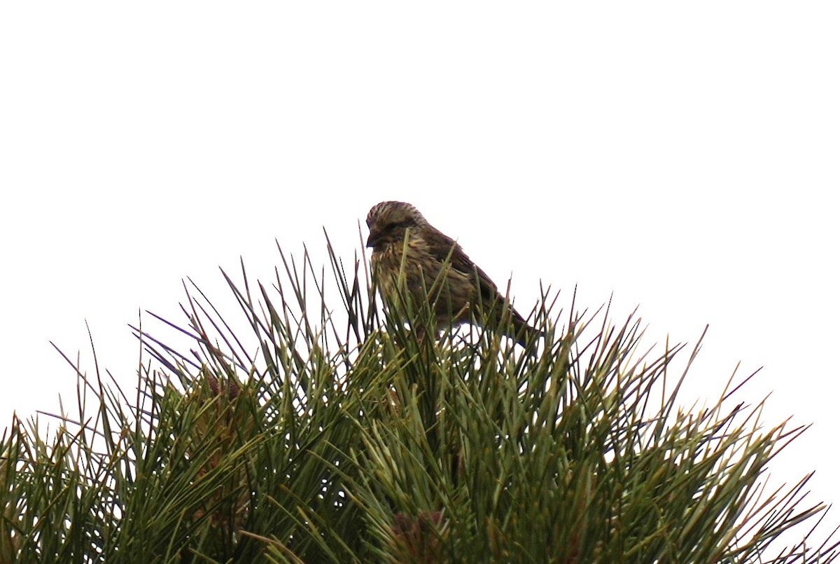 Red Crossbill - ML620489613