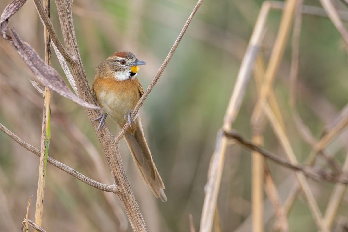 Chotoy Spinetail - ML620489618