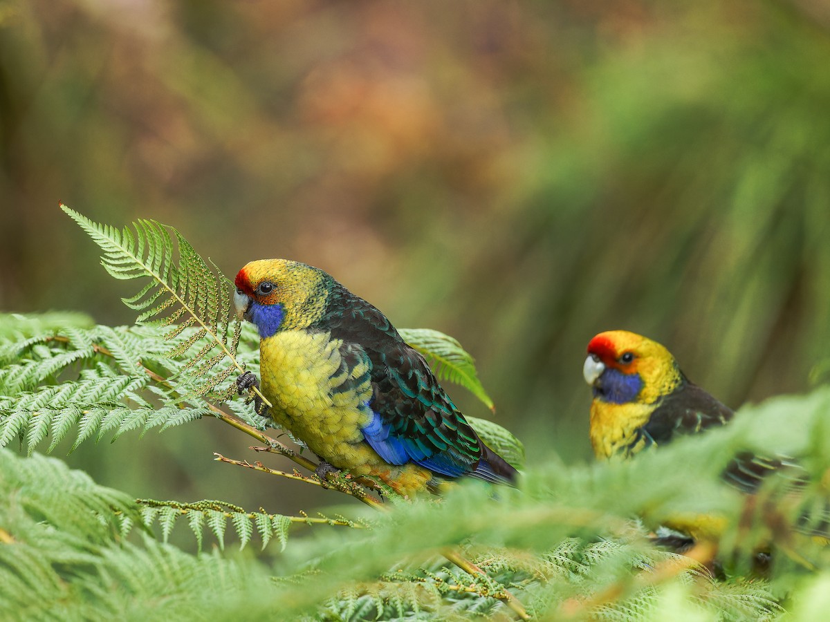 Green Rosella - ML620489619