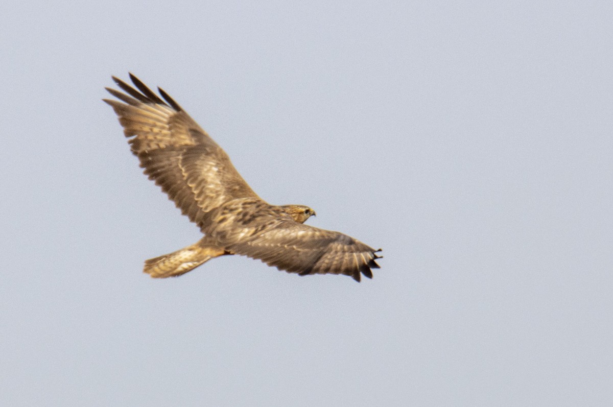 Common Buzzard (Steppe) - ML620489620