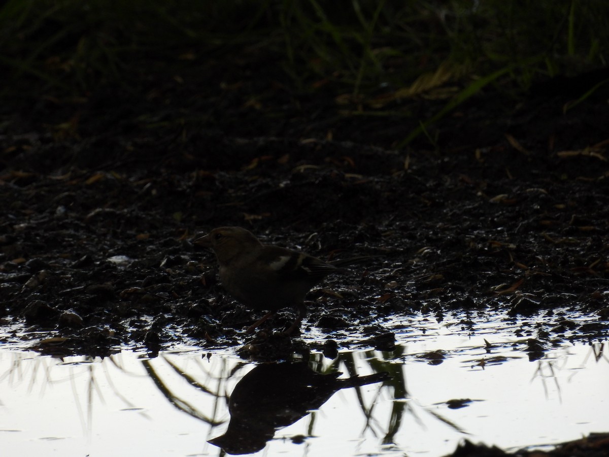 Common Chaffinch - Tim Vacara