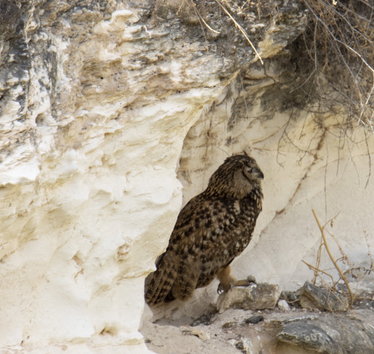 Eurasian Eagle-Owl - ML620489629