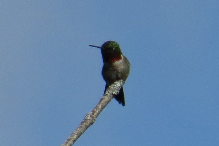 Ruby-throated Hummingbird - ML620489632