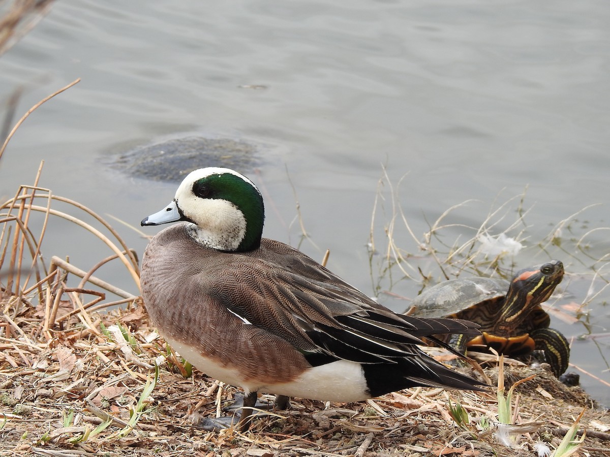 American Wigeon - ML620489633