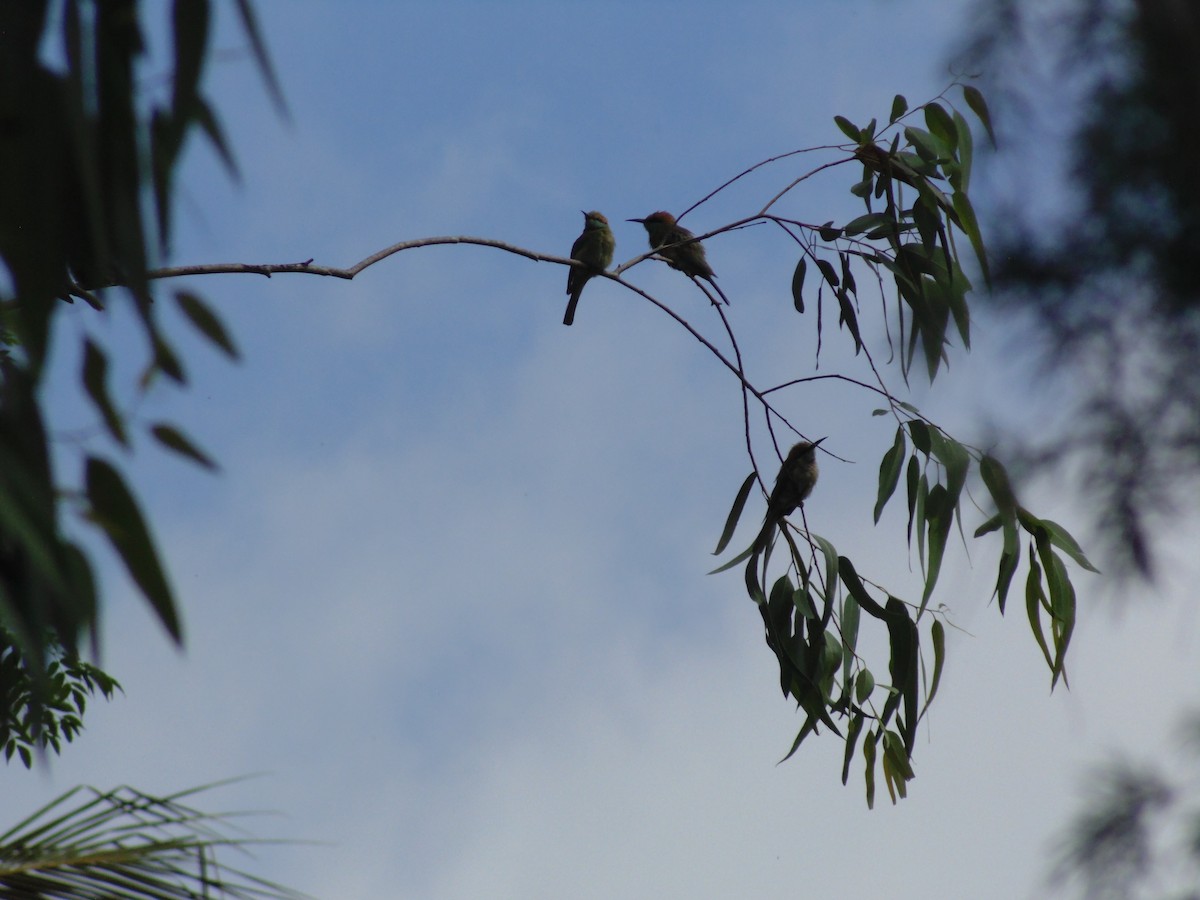 Asian Green Bee-eater - ML620489634