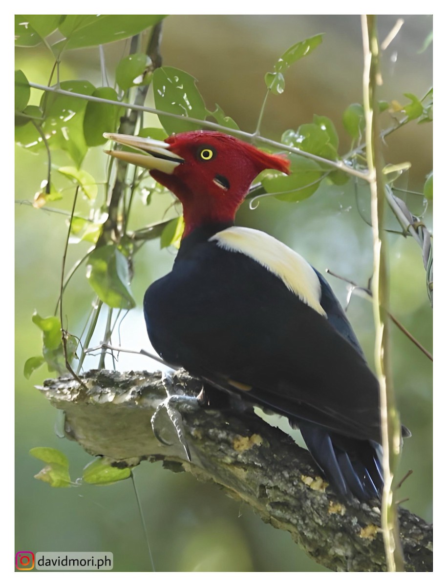 Cream-backed Woodpecker - ML620489636