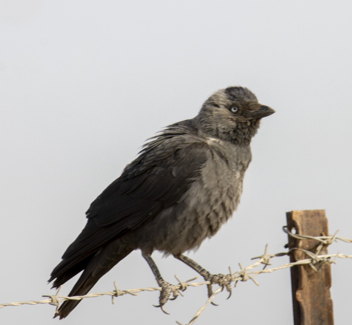 Eurasian Jackdaw - ML620489637