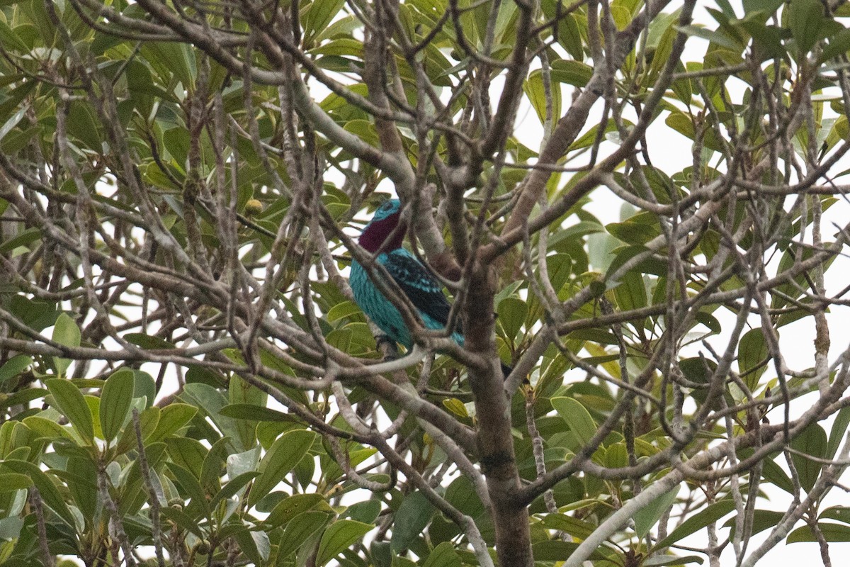 Spangled Cotinga - ML620489638