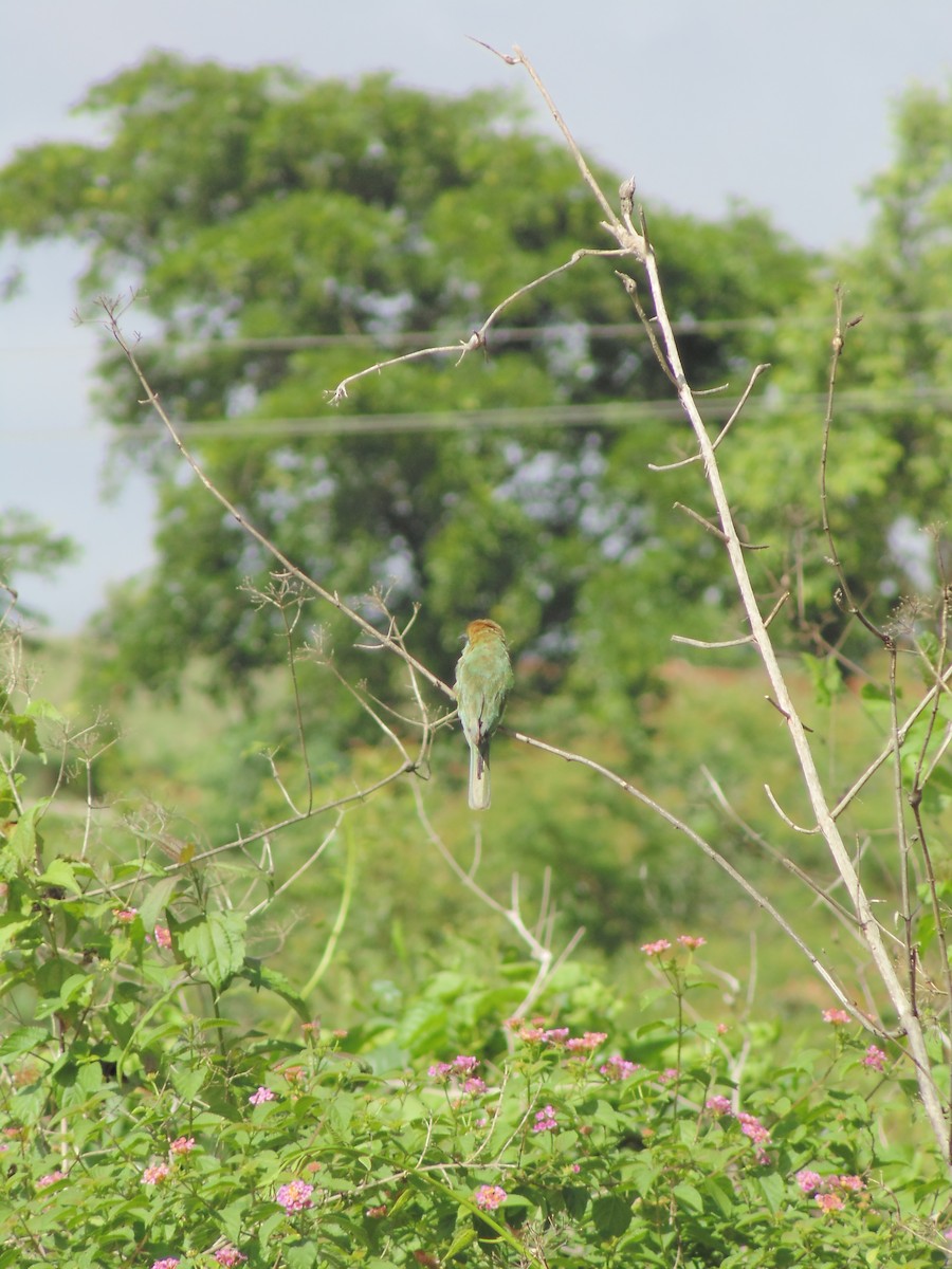 Asian Green Bee-eater - ML620489640