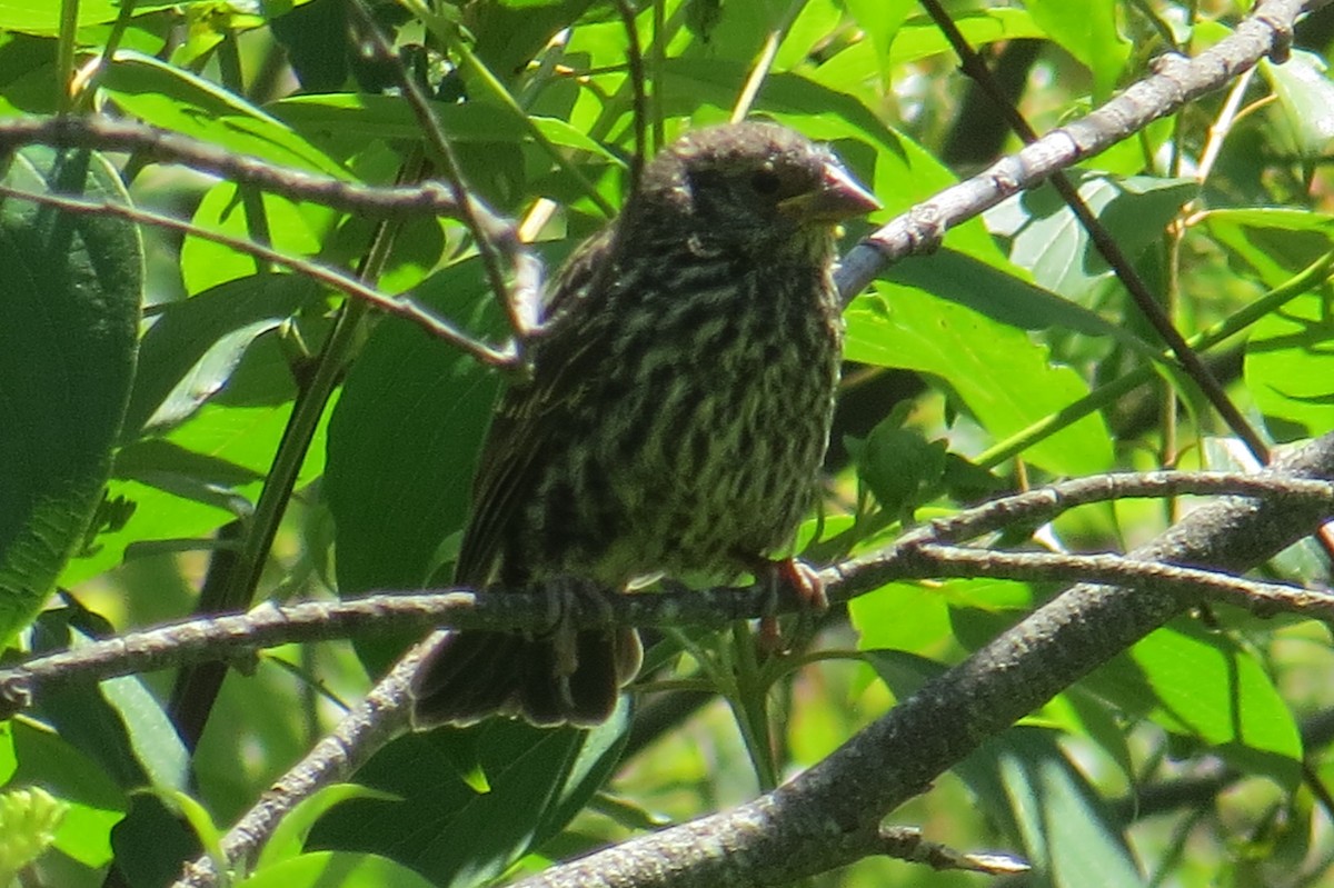 Red-winged Blackbird - ML620489643