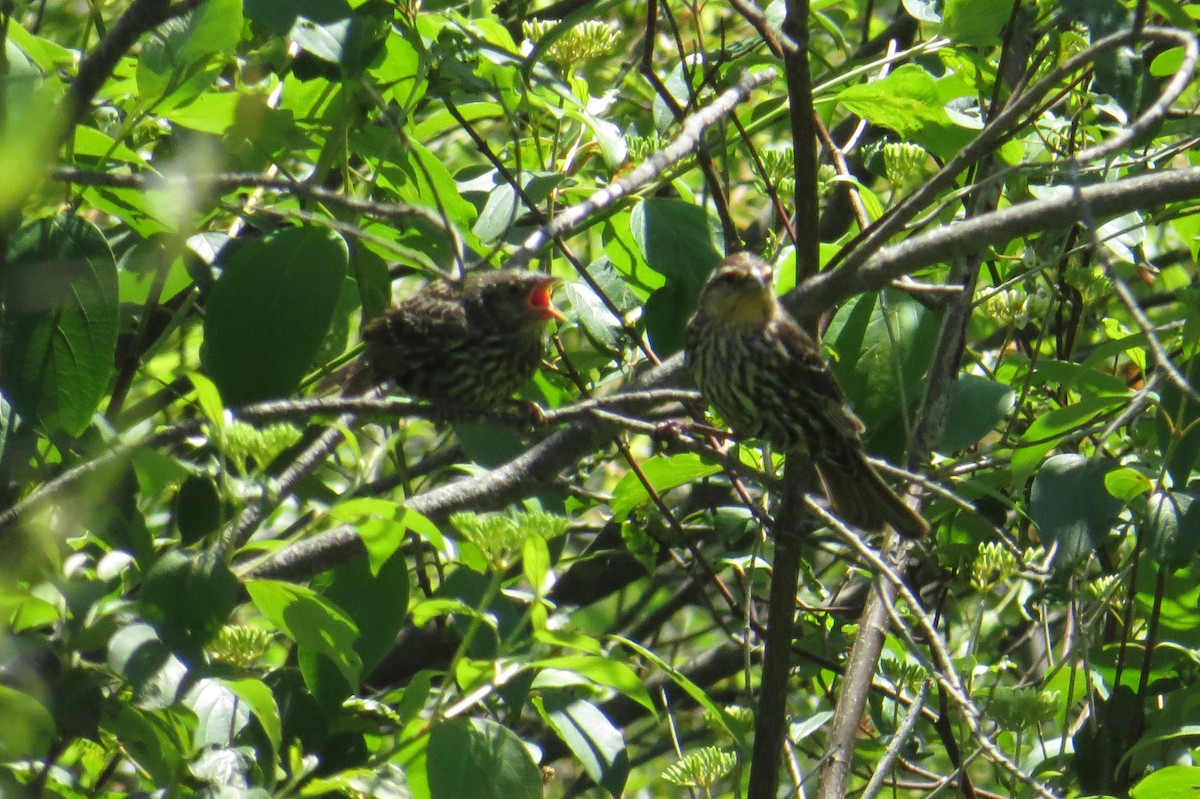 Red-winged Blackbird - ML620489644