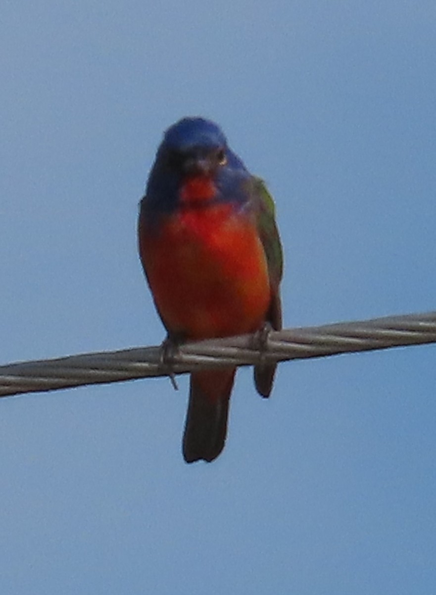 Painted Bunting - ML620489645