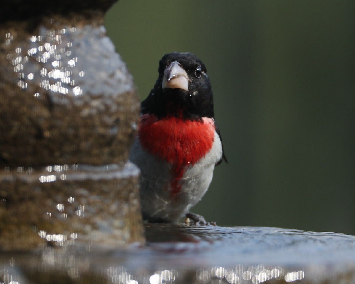 Rose-breasted Grosbeak - ML620489650