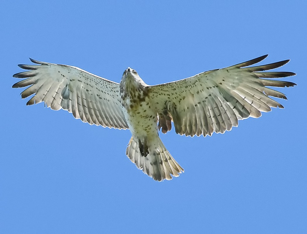 Short-toed Snake-Eagle - ML620489655