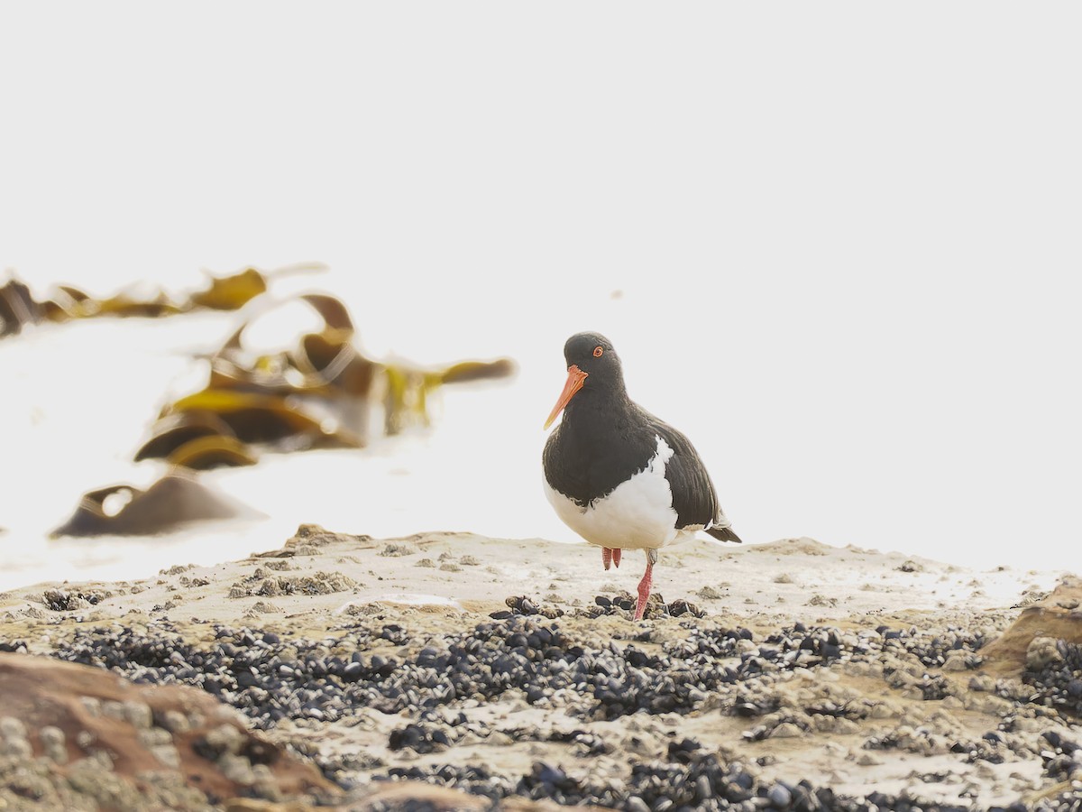 Pied Oystercatcher - ML620489666