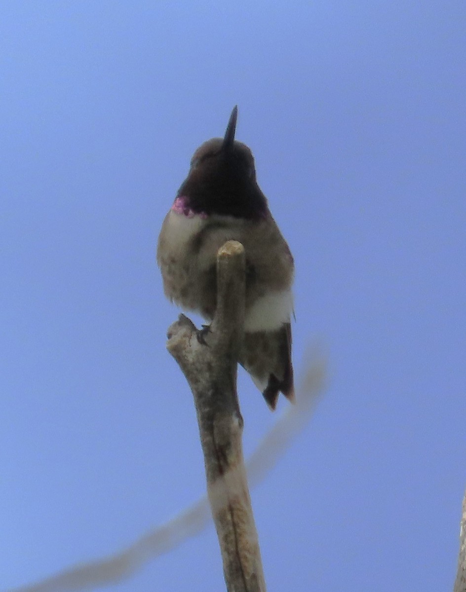Black-chinned Hummingbird - ML620489669