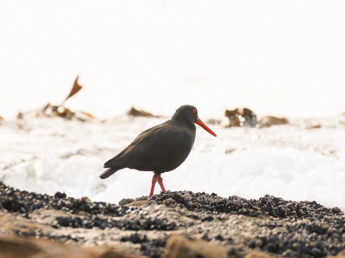 Sooty Oystercatcher - ML620489670