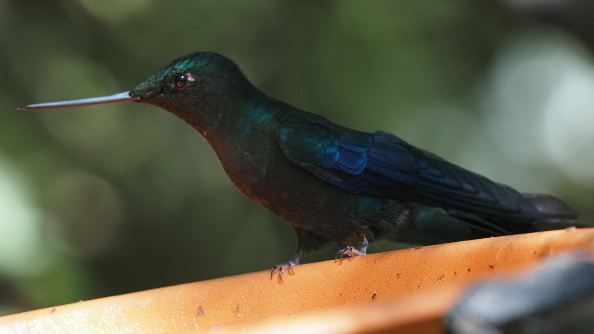 kolibřík modrokřídlý - ML620489677