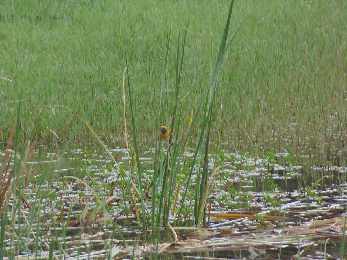 Baya Weaver - ML620489681