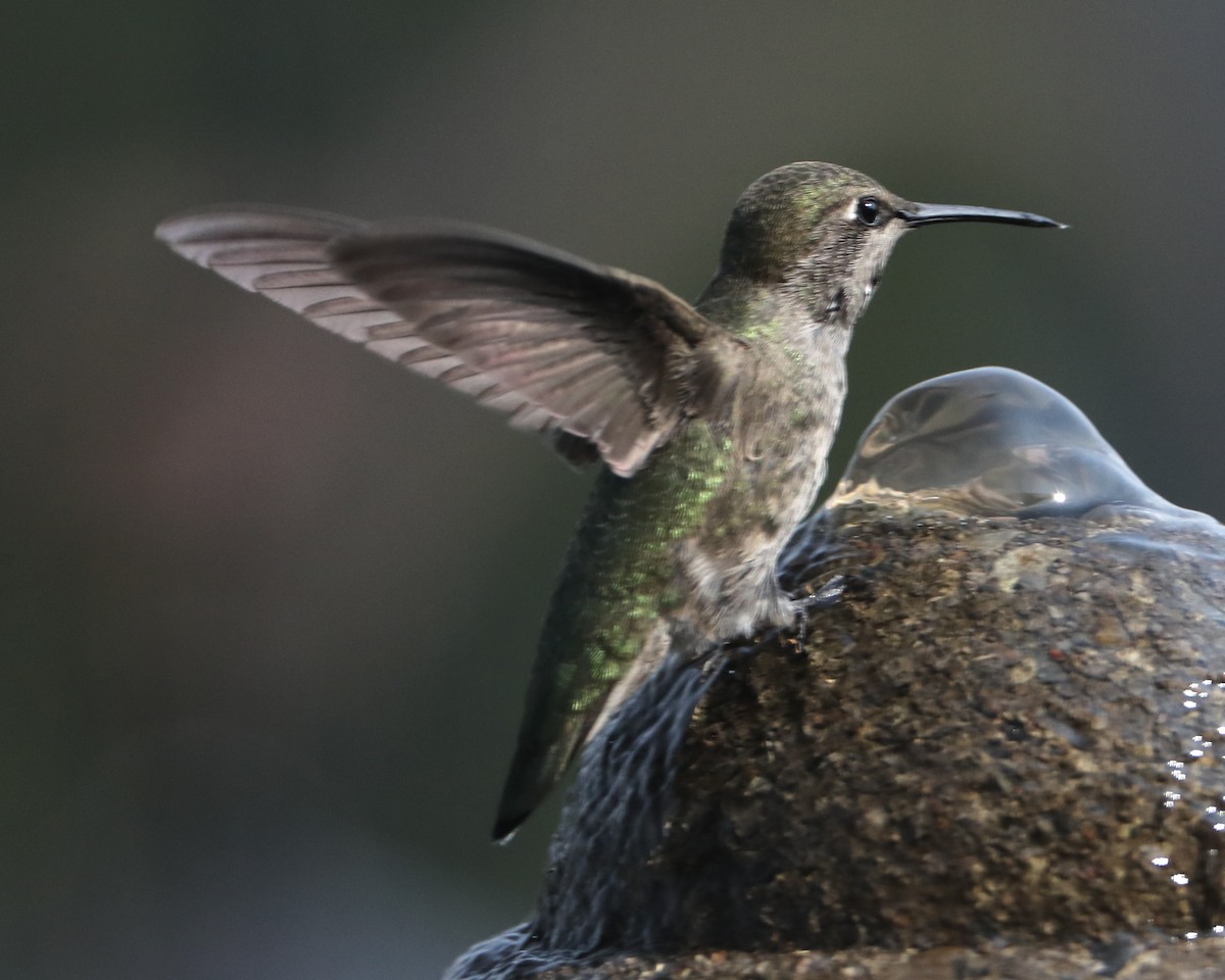 hummingbird sp. - ML620489682