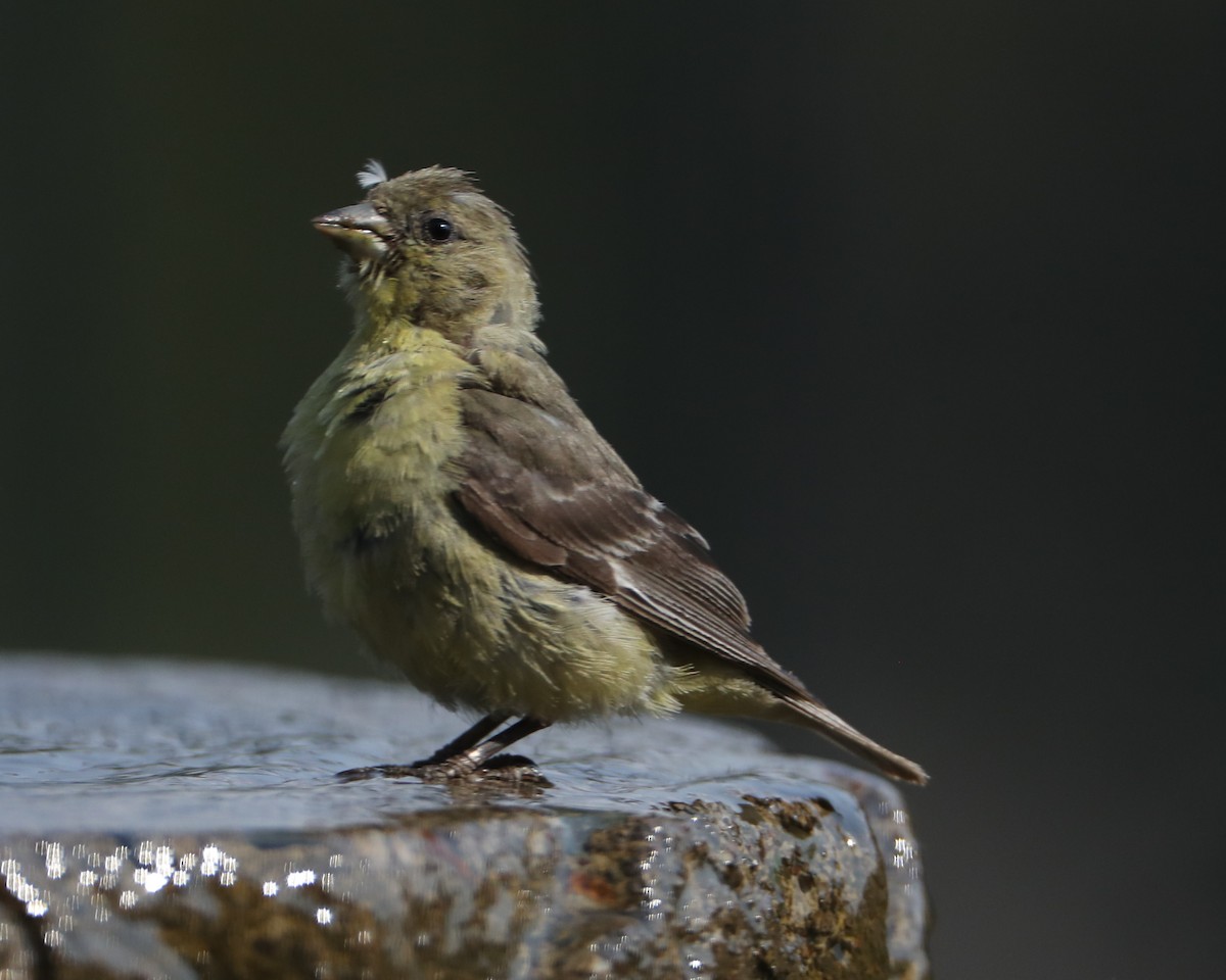 Lesser Goldfinch - ML620489688