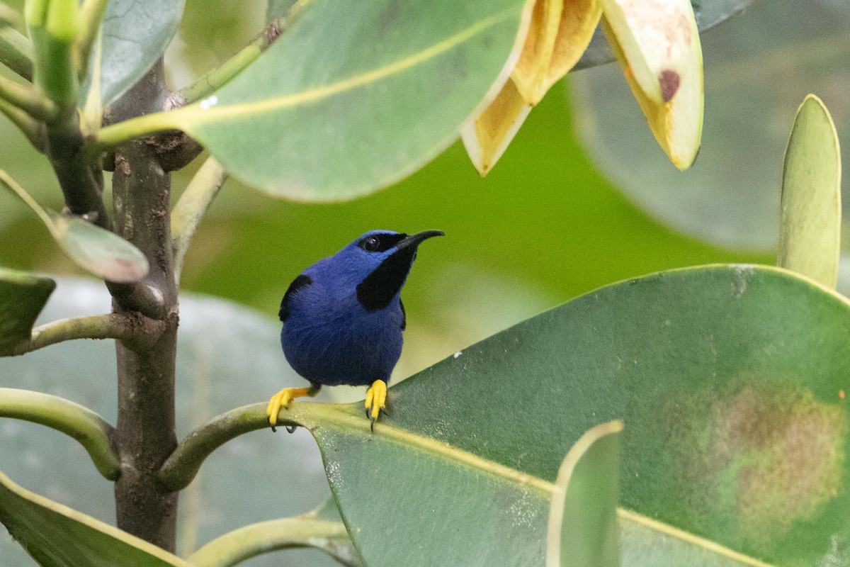 Purple Honeycreeper - ML620489691