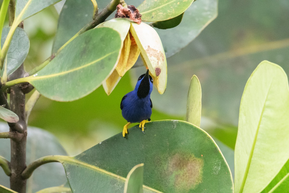 Purple Honeycreeper - ML620489692