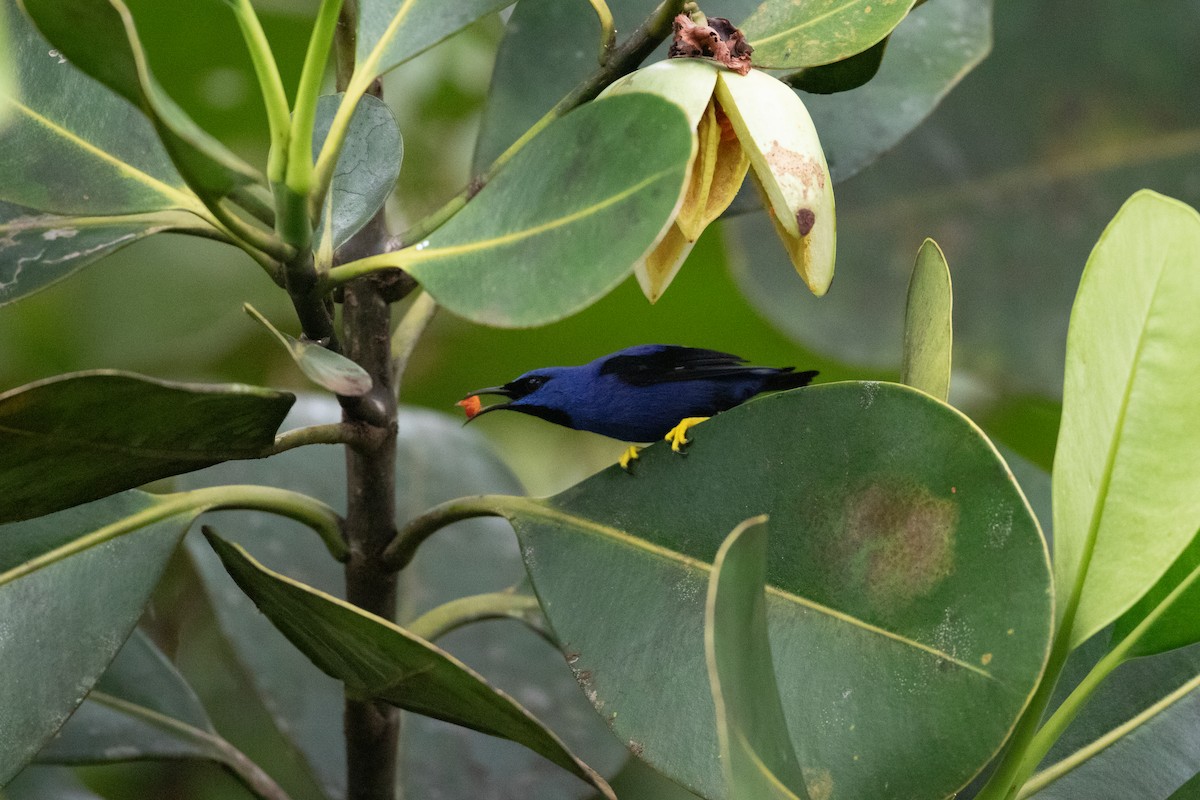 Mielerito Cerúleo - ML620489696