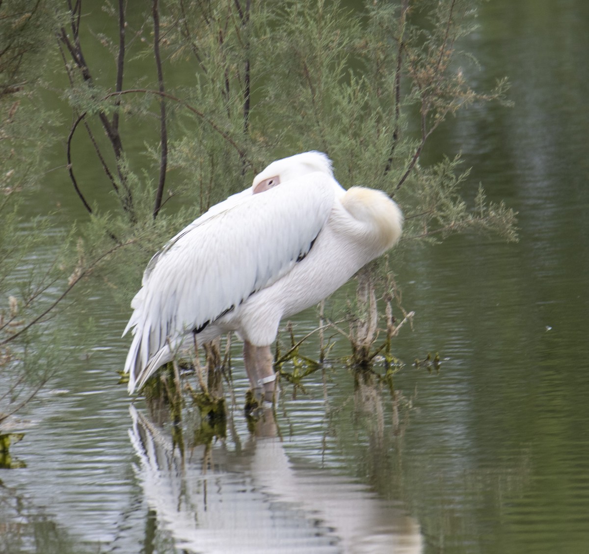 Great White Pelican - ML620489697