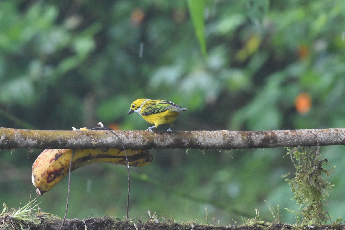 Silver-throated Tanager - ML620489698