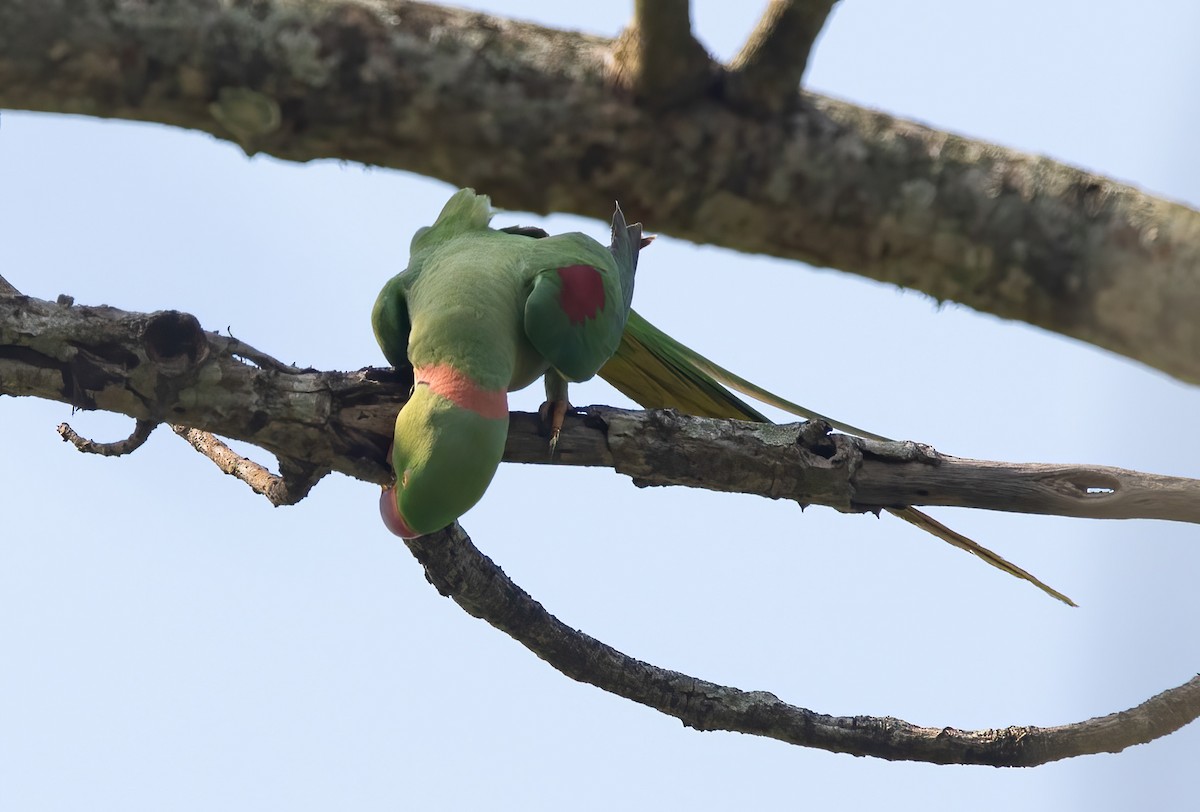 Alexandrine Parakeet - ML620489703