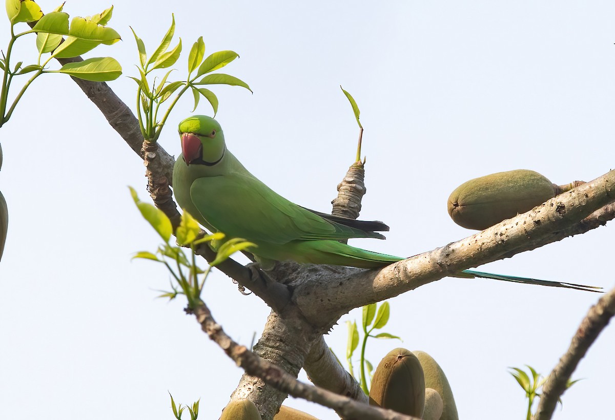 Alexandrine Parakeet - ML620489704