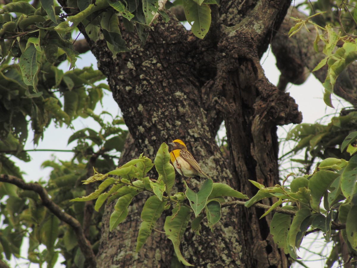 Baya Weaver - ML620489713