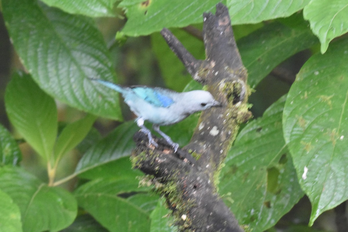 Blue-gray Tanager - ML620489714