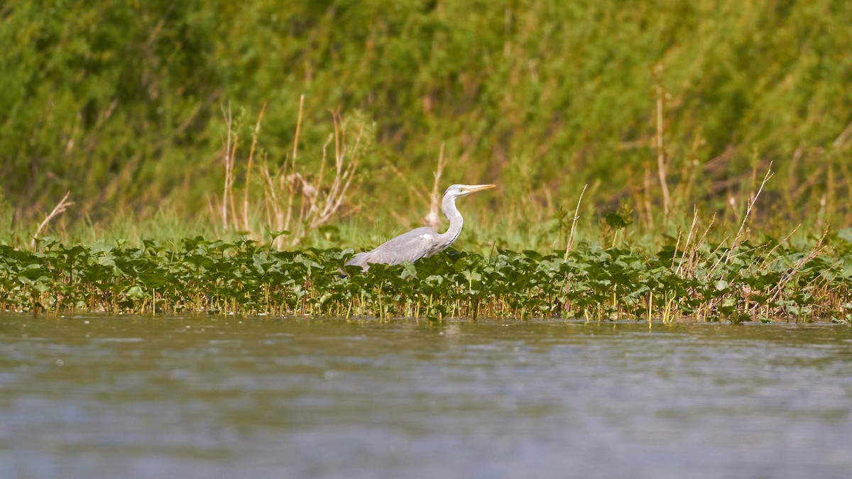 Gray Heron - Ruslan Akhmedov