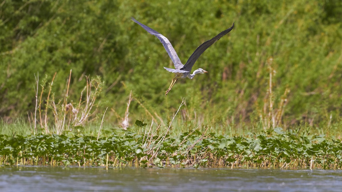 Gray Heron - ML620489717