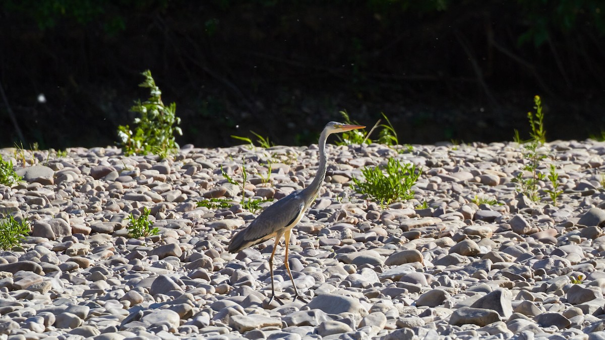 Gray Heron - ML620489718