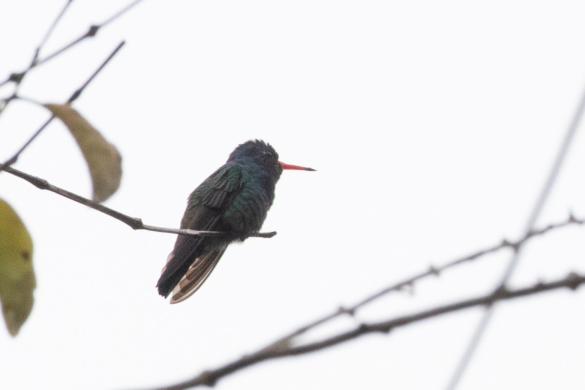 White-chinned Sapphire - Andre Moncrieff