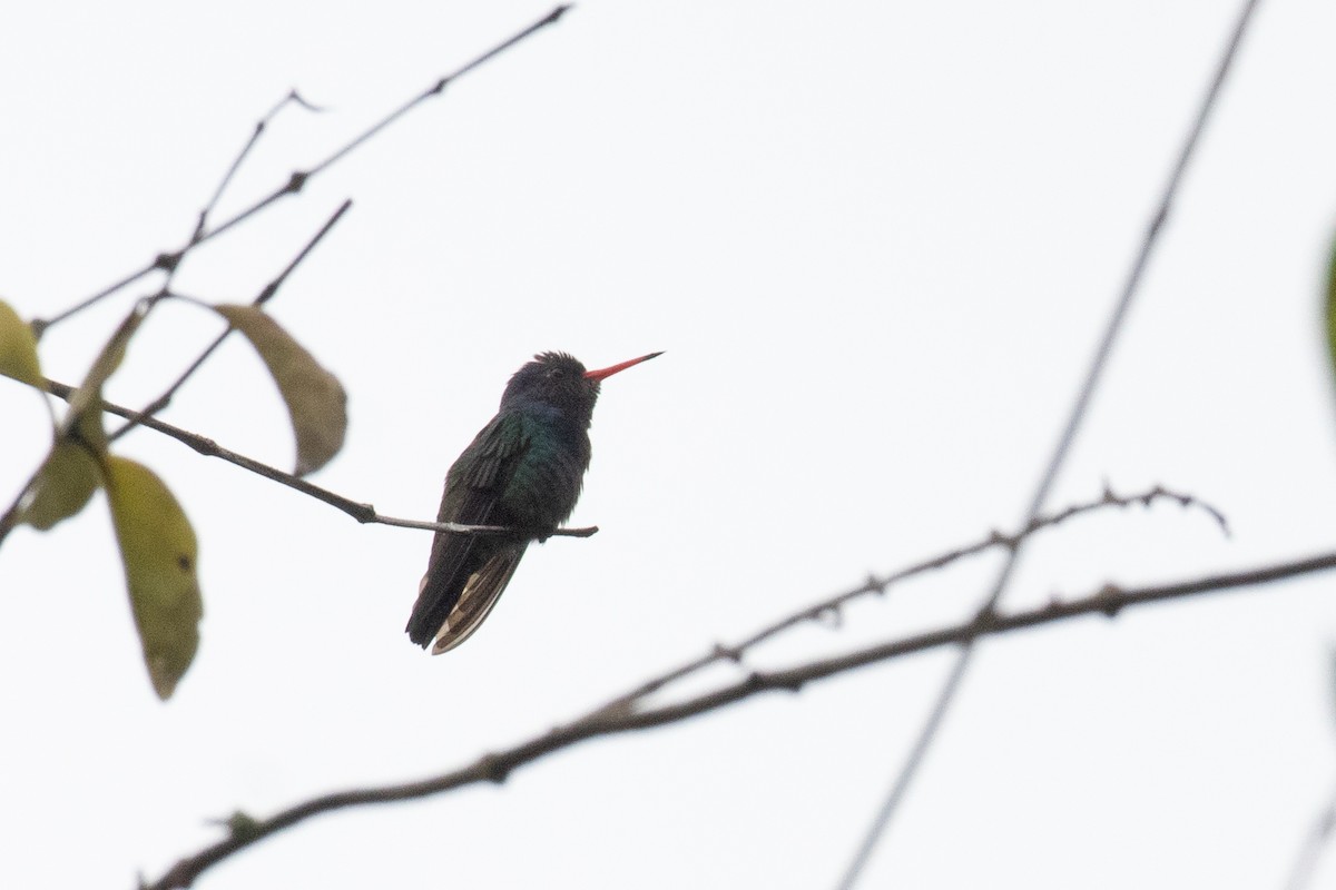 kolibřík bělobradý - ML620489721