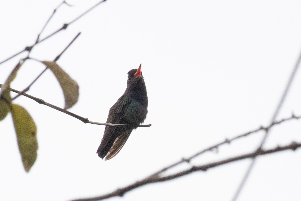 White-chinned Sapphire - ML620489722