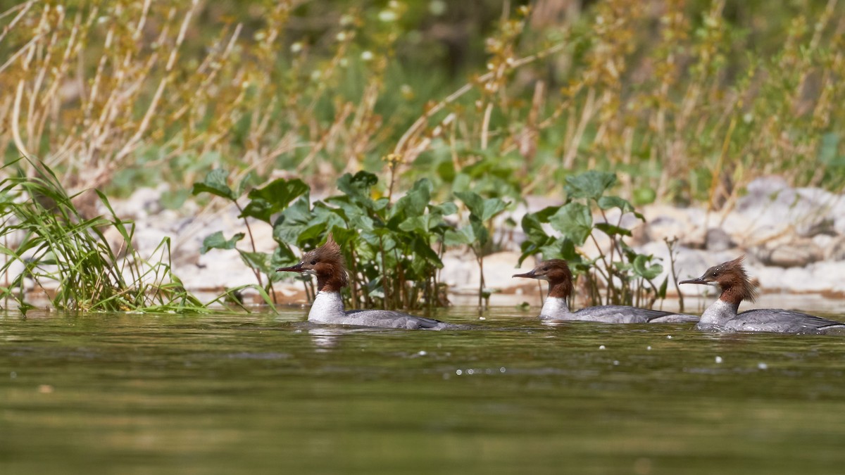 Common Merganser - ML620489725