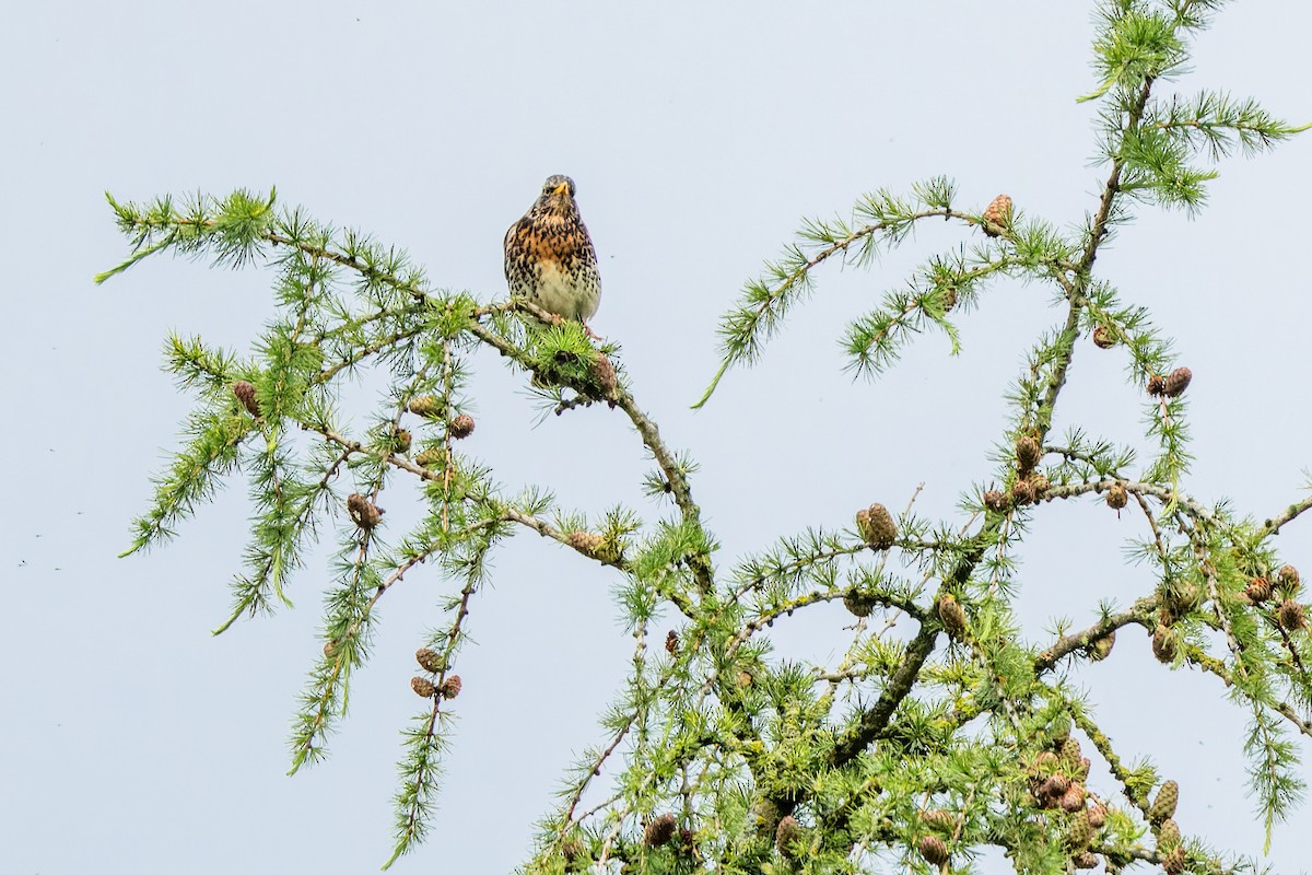 Fieldfare - ML620489731