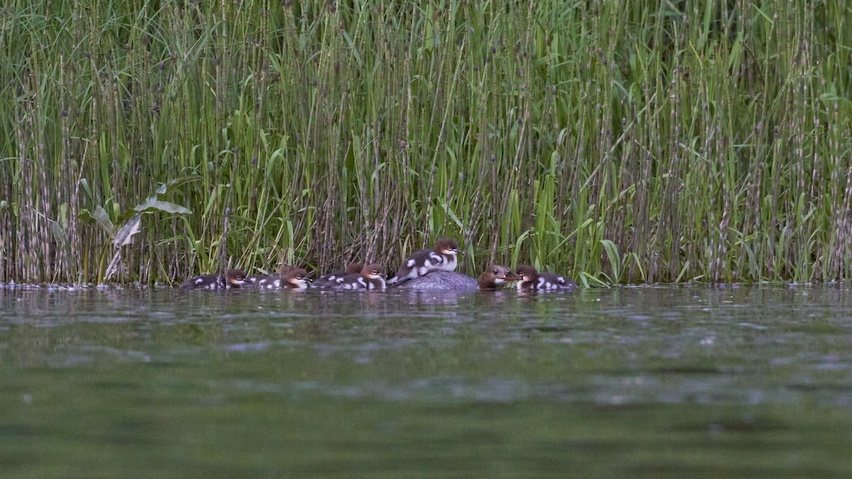 Common Merganser - ML620489732