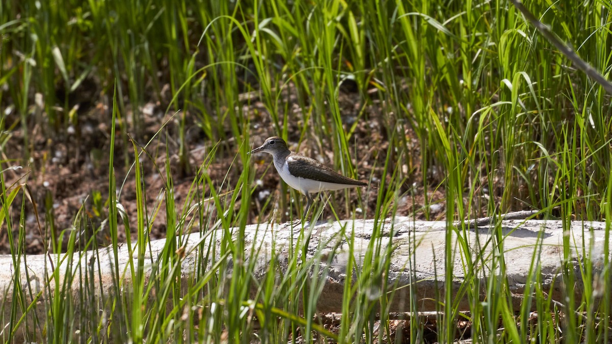 Common Sandpiper - Ruslan Akhmedov