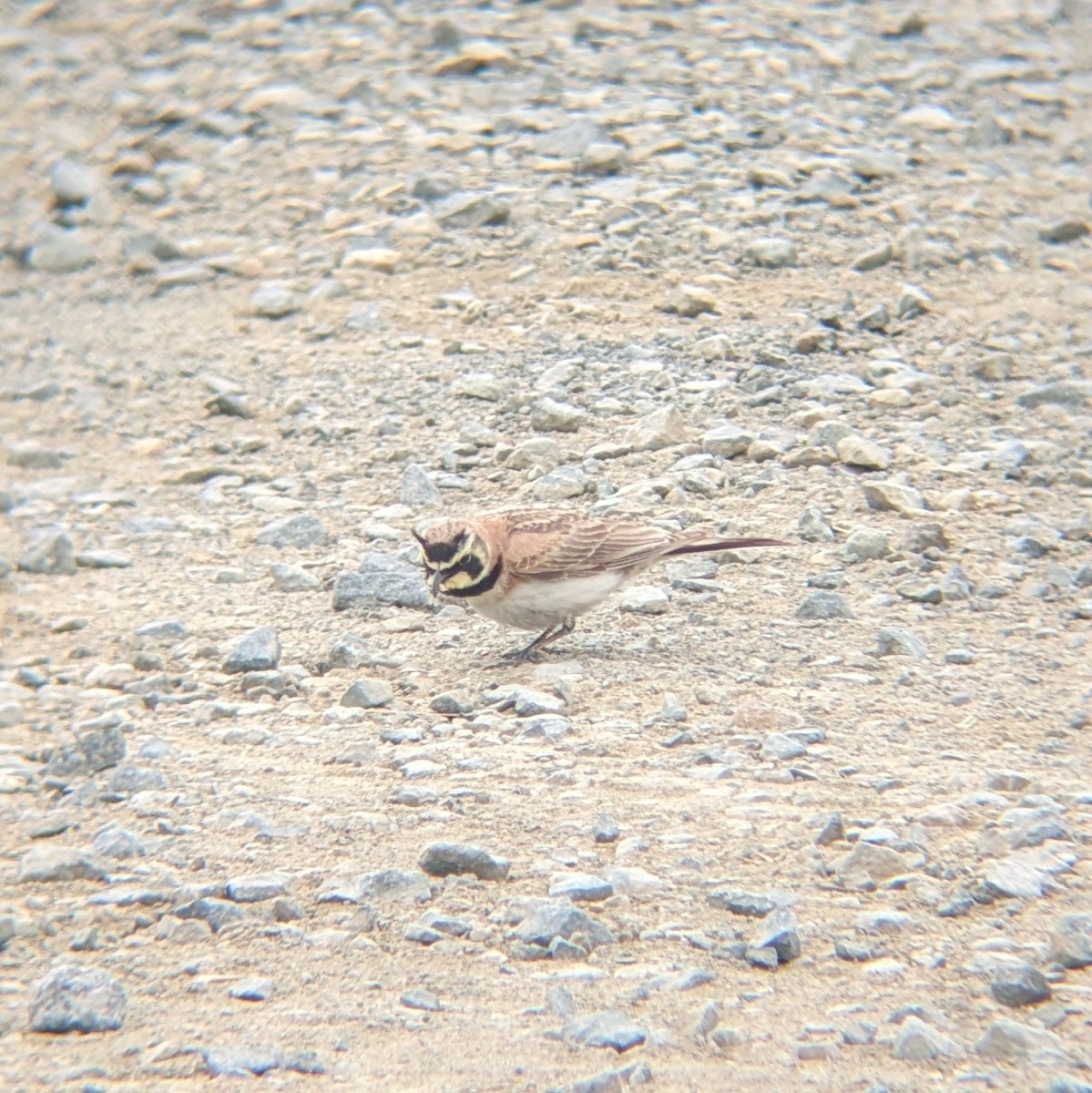 Horned Lark - ML620489736