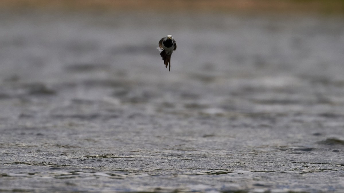 White Wagtail - ML620489738