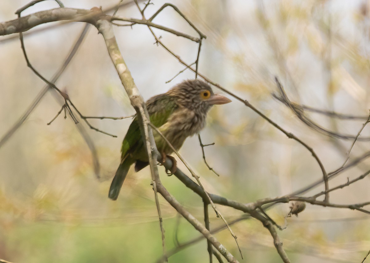 Lineated Barbet - ML620489744
