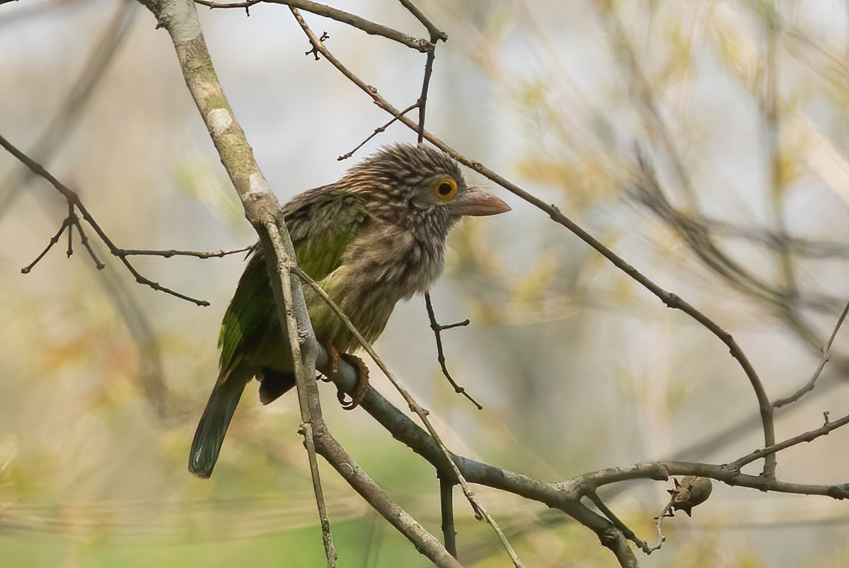 barbet čárkovaný - ML620489745