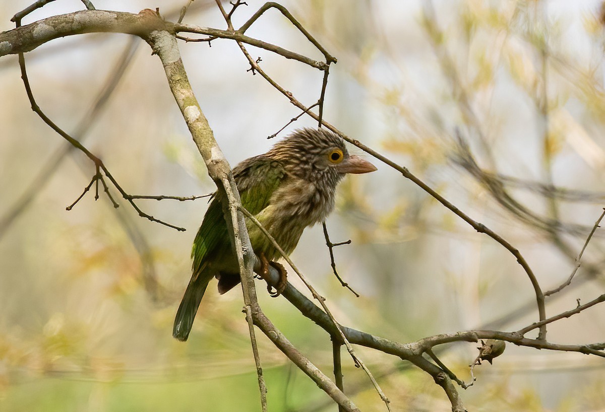 Lineated Barbet - ML620489746