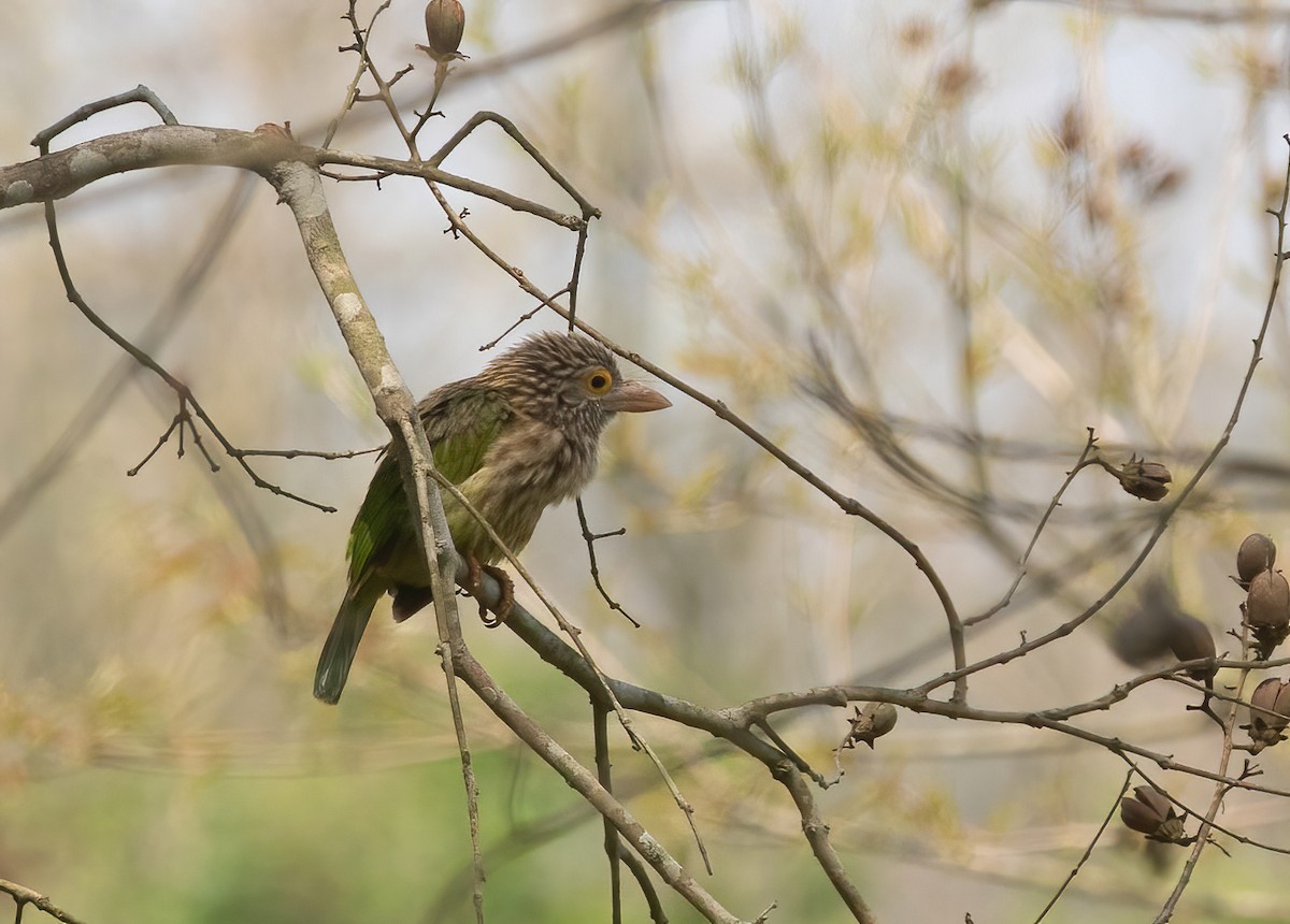 Lineated Barbet - ML620489747